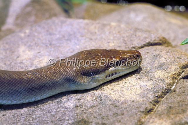 python 2.JPG - Python oliveOlive pythonLiasis olivaceusThe Rainforest Habitat Wildlife SanctuaryPort DouglasQueenslandAustralie